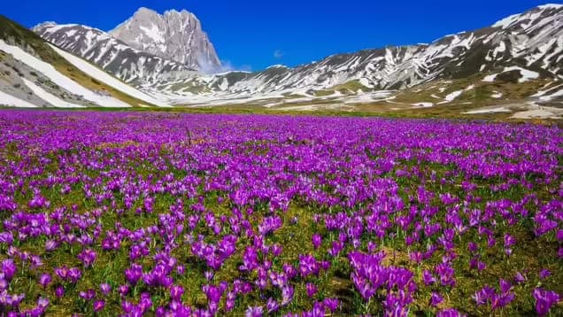 Pampore Saffron Experience in Kashmir